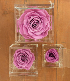  Flower Cube - Rosa Stabilizzata - Colore Mirtillo