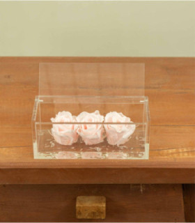 Trilogy - Rose Stabilizzate - Colore Rosa