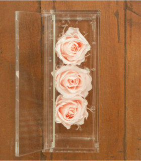  Trilogy - Rose Stabilizzate - Colore Rosa