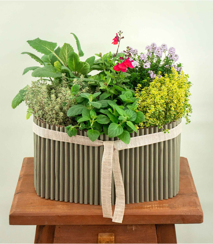 Giardino Aromatico - Mix di Aromatiche