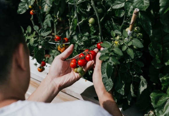 I 3 migliori Concimi Cifo e perché dovresti usarli