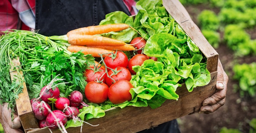 Biostimolanti in agricoltura e nel giardino-orto, cosa sono, cosa contengono, come funzionano e perché usarli. La Guida completa