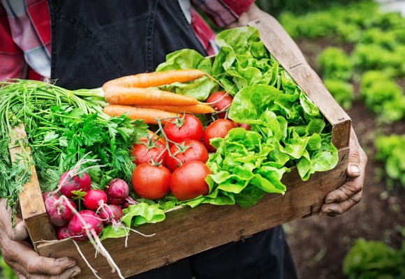 Biostimolanti in agricoltura e nel giardino-orto, cosa sono, cosa contengono, come funzionano e perché usarli. La Guida completa