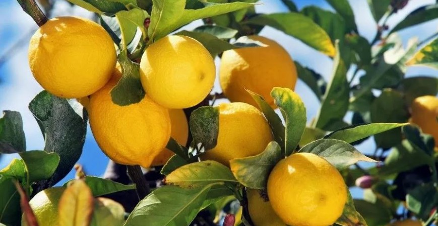 9 Trucchi per far fiorire i Limoni