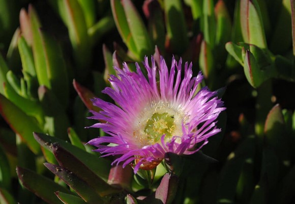 Il colore dei fiori delle piante grasse