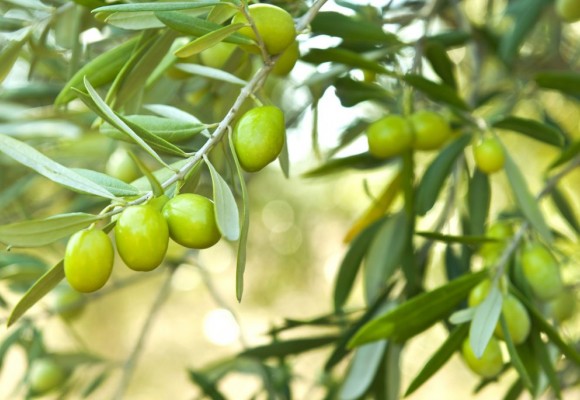 Quale concime per olivi: guida completa 2023
