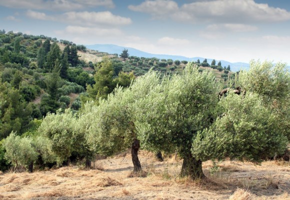 Concime olivo biologico