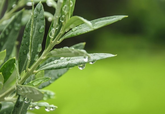 Concime Fogliare Olivo