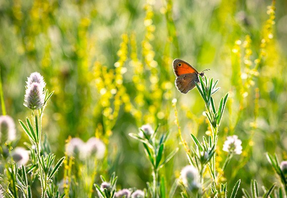 Fiori per le Farfalle