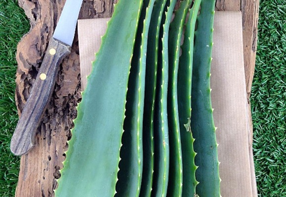 Il miracolo dell’Aloe e del miele