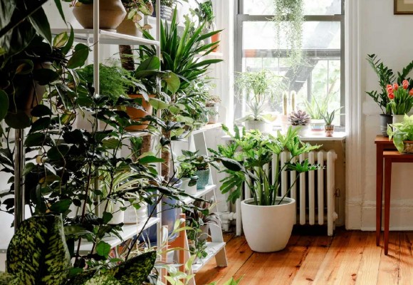 Le Migliori Piante Antismog Indoor