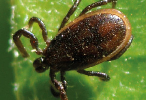 Acari Fitofagi: Come difendersi in modo Naturale