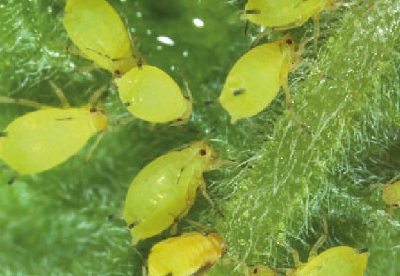 Afidi o Pidocchi delle Piante: Come difendersi in Modo Naturale