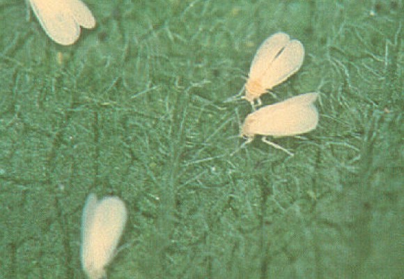 Aleurodidi o Mosche Bianche: Come difendersi in modo Naturale