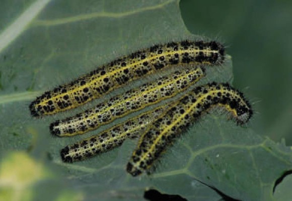 Cavolaia: Come difendersi in modo Naturale