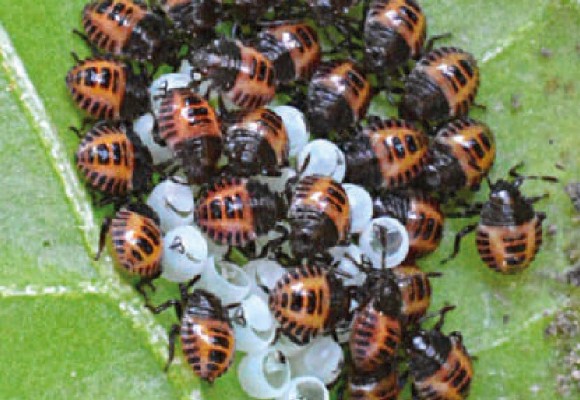 Cimici: Come difendersi in modo Naturale