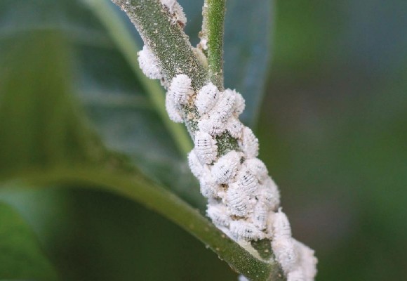 Cocciniglie: Come difendersi in modo Naturale