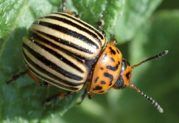 Dorifora: Come difendersi in modo Naturale