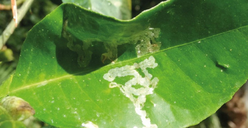 Lepidotteri: Minatrice Serpentina e Farfalla del Geranio. Come difendersi in modo Naturale