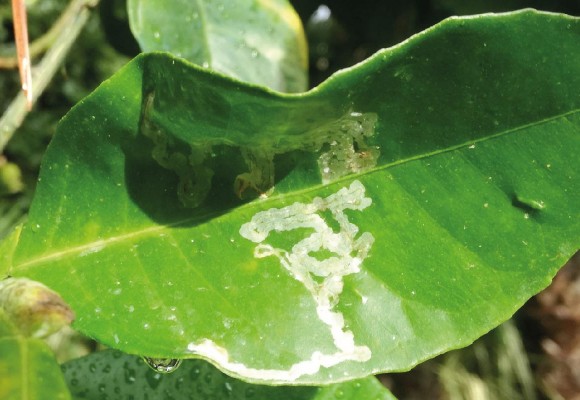 Lepidotteri: Minatrice Serpentina e Farfalla del Geranio. Come difendersi in modo Naturale
