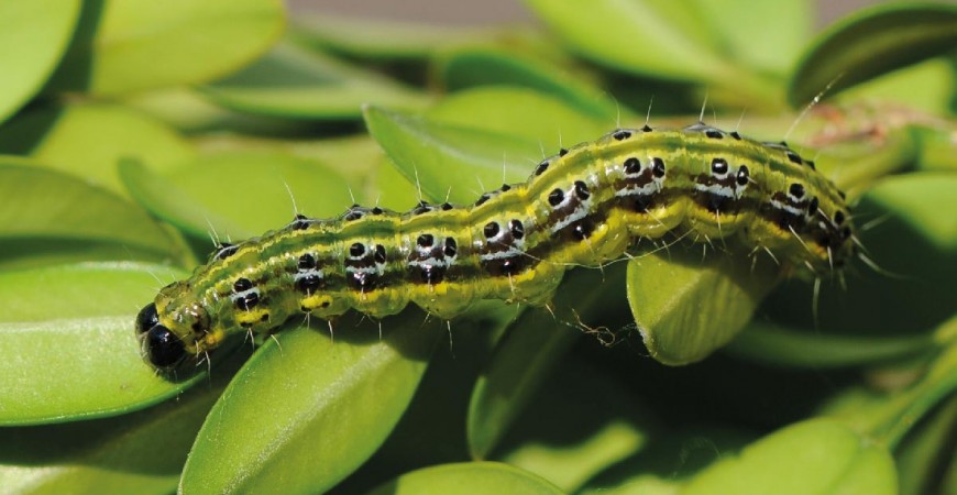 Piralidi: Come difendersi in modo Naturale