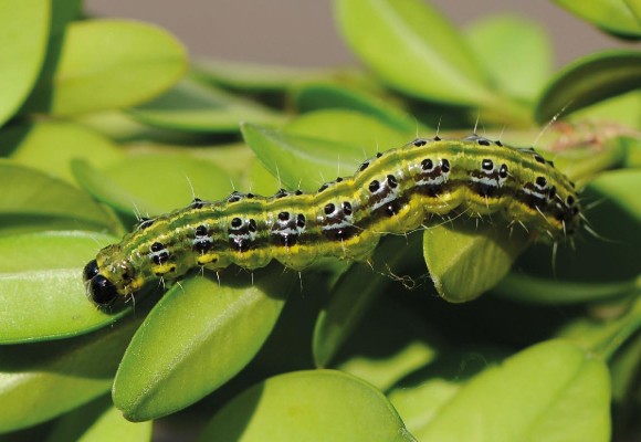 Piralidi: Come difendersi in modo Naturale