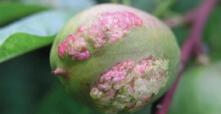 Bolla del Pesco: Come difendersi in modo Naturale