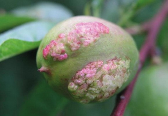 Bolla del Pesco: Come difendersi in modo Naturale
