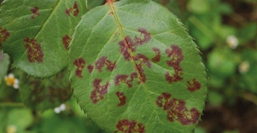 Ruggine e Ticchiolatura: Come difendersi in modo Naturale