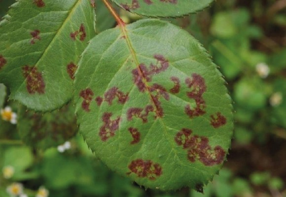Ruggine e Ticchiolatura: Come difendersi in modo Naturale