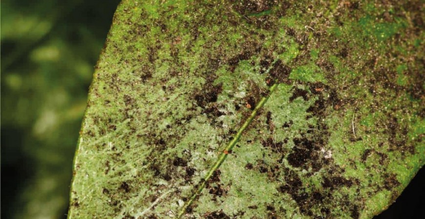 Fumaggine: Come difendersi in modo Naturale