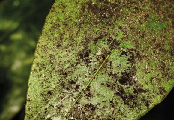 Fumaggine: Come difendersi in modo Naturale