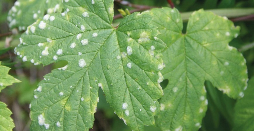 Oidio o Mal Bianco: Come difendersi in modo Naturale