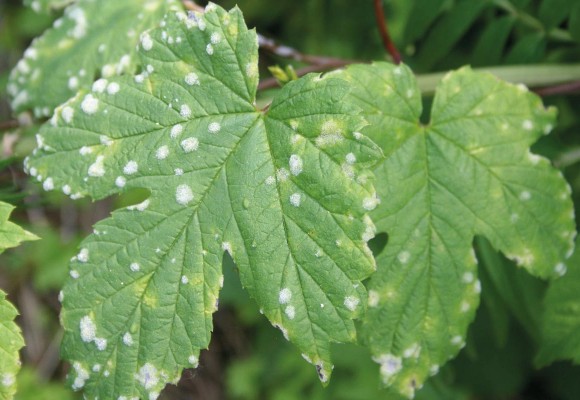 Oidio o Mal Bianco: Come difendersi in modo Naturale