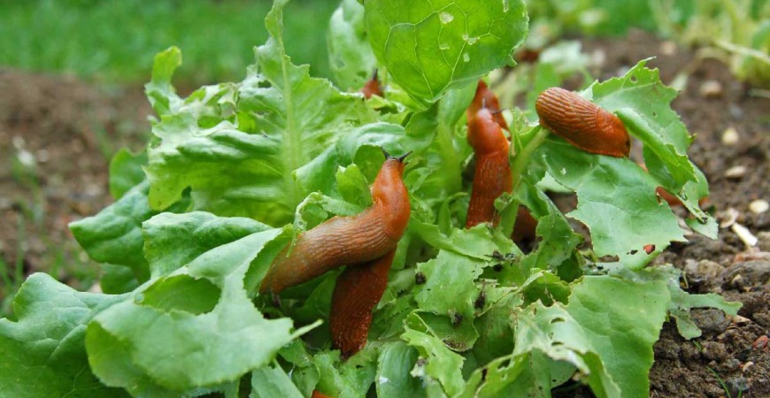 Come Combattere le Infestazioni di Lumache in Giardino e nell'Orto