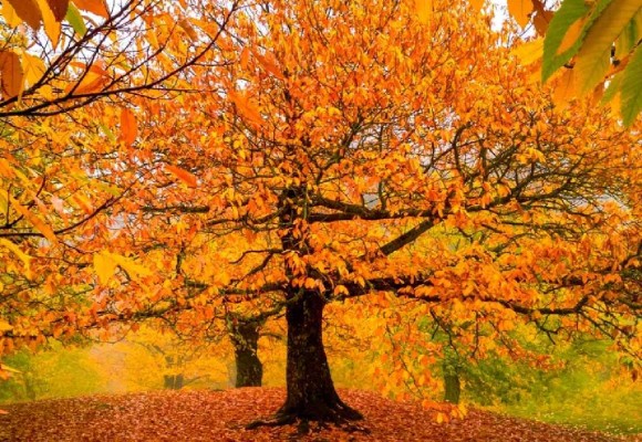 I 5 Alberi più belli d'Autunno