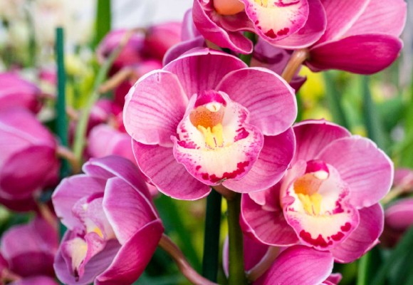 Cymbidium: Tutti i Trucchi per farlo Rifiorire