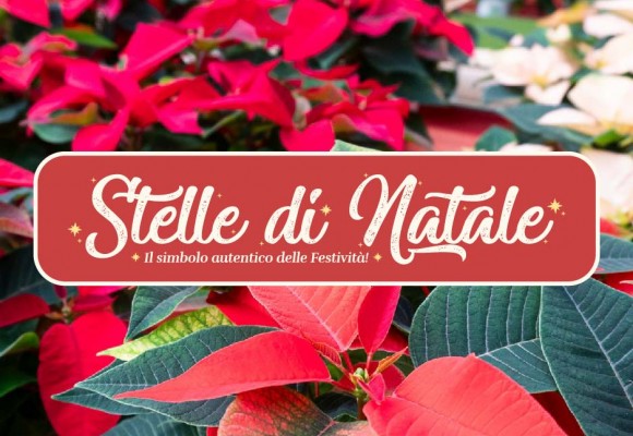 La Stella di Natale: Le Origini e Consigli di Cura