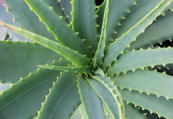 I benefici dell’Aloe