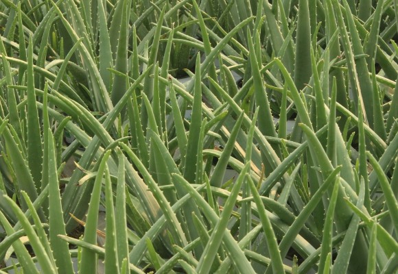 La coltivazione dell’Aloe