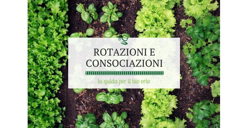 Rotazione e consociazione degli ortaggi nell'orto: come farlo correttamente