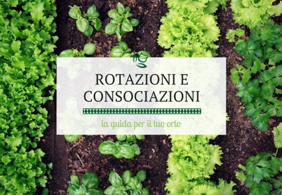 Rotazione e consociazione degli ortaggi nell'orto: come farlo correttamente