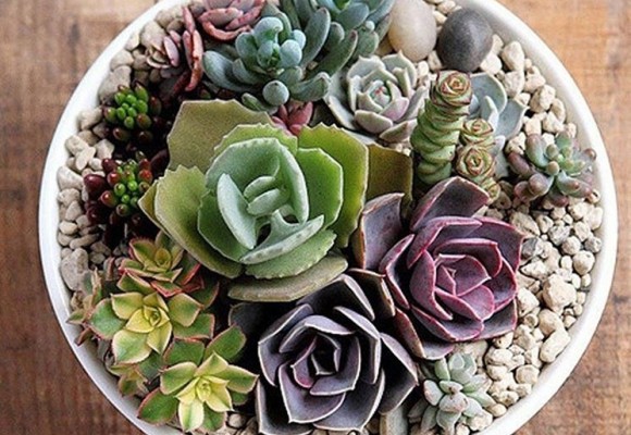 Come creare un piccolo deserto in casa