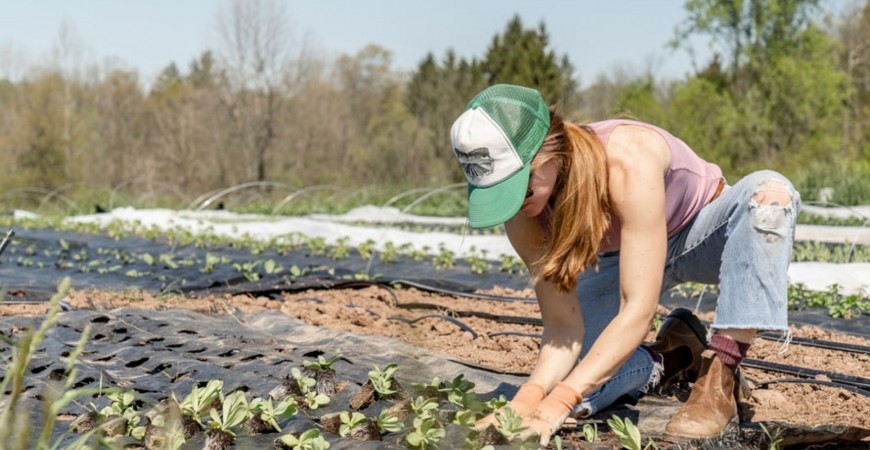 Quale concime usare: il fertilizzante giusto per tipologia di piante