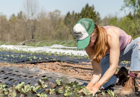 Quale concime usare: il fertilizzante giusto per tipologia di piante